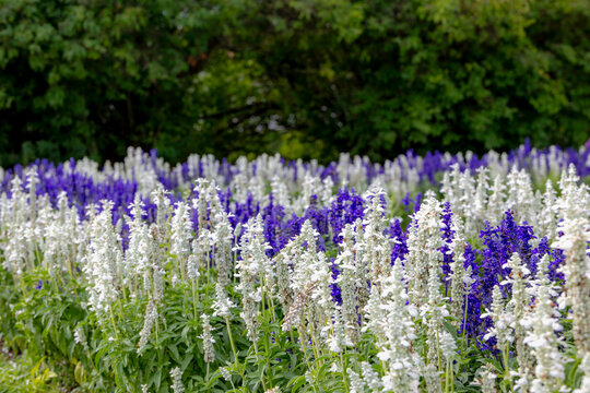 Selective focus of white and deep blue flowers Salvia farinacea with green leaves in the garden, Multicolour flowers plant of Victoria blue (Mealy Cup Sage) Natural floral pattern texture background.