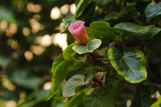 Yellow Portia Tree or Indian Tulip Tree Flower Blooming Among Leaves and Pink Buds. Flowers change color from yellow to pink during one day
