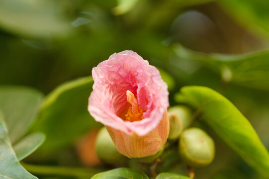 Yellow Portia Tree or Indian Tulip Tree Flower Blooming Among Leaves and Pink Buds. Flowers change color from yellow to pink during one day
