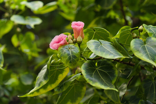 Portia Tree or Indian Tulip Tree Flower Blooming Among Leaves and Pink Buds. Flowers change color from yellow to pink during one day
