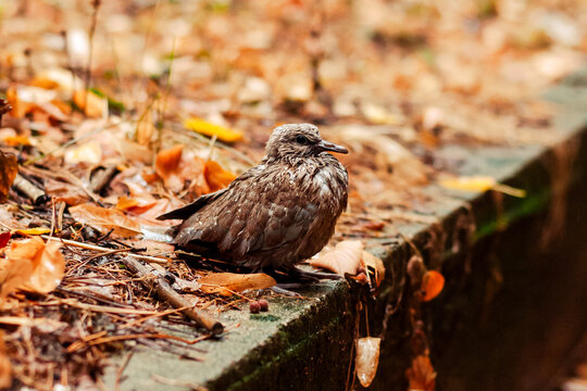 A bird resting on a textured ground covered with fallen leaves.