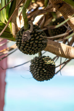 Pandanus screw pine fruit hanging with the sea blurred behind