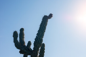 Tall green cactus against bright clear sky © jockermax3d