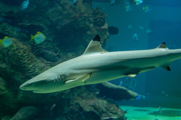 Fototapeta premium Blacktip reef shark swimming through aquarium water beside rocky coral