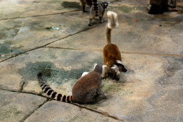 Fototapeta premium Ring-tailed lemurs walking on wet stone pavement in enclosure