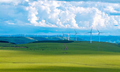 Fototapeta premium Many yaks are grazing on the grassland, with wind turbines standing under a blue and cloudy sky