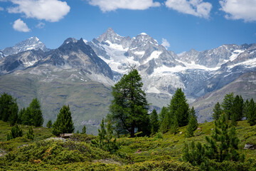 Fototapeta premium Snow capped peaks and glaciers over larch trees near Zermatt