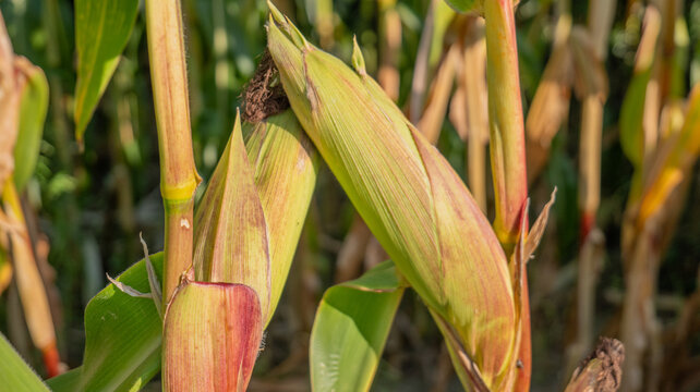 Developing corn ear enclosed by green husk leaves on a growing stalk with a softly blurred field behind it. Corn crop development and harvest concept