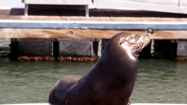A california sea lion with its mouth wide open, vocalizing or yawning while resting in the water near a wooden dock