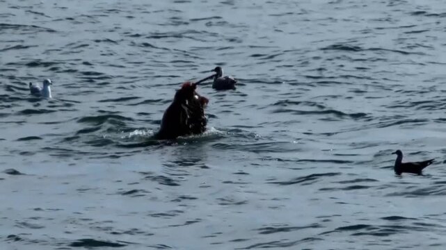 A sea lion surfacing in the ocean water, splashing and creating ripples while swimming near birds in a natural marine environment