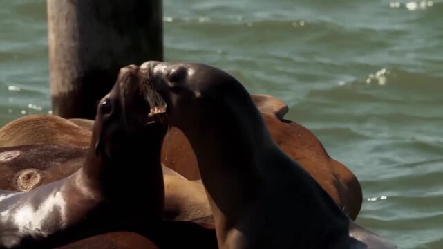 Group of california sea lions resting on a wooden dock in san francisco bay