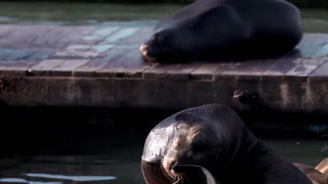 Two sea lions barking and interacting with each other on a wooden dock at a harbor