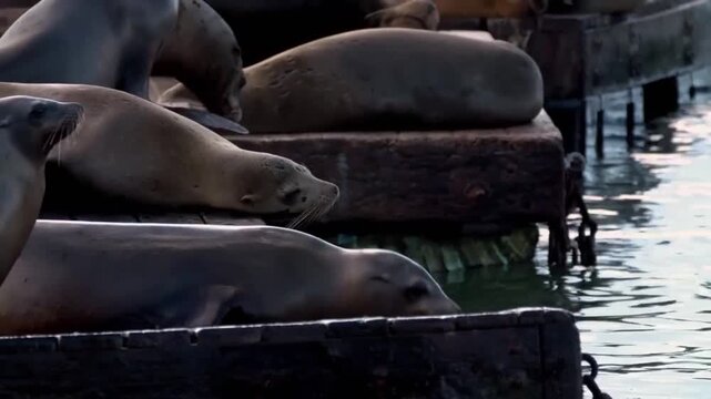 Two sea lions interacting and playing together on a wooden dock at a harbor in california