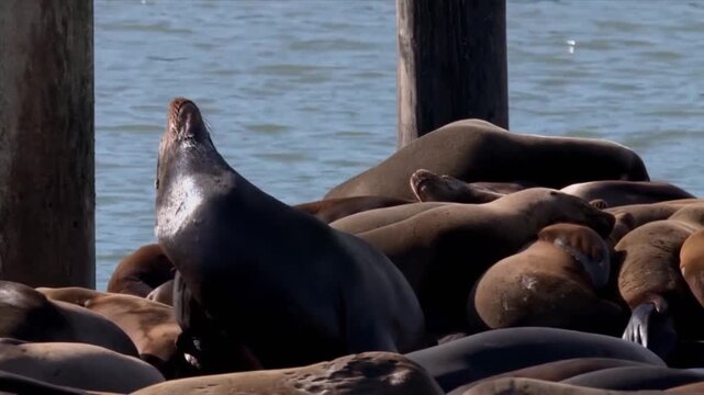 Group of california sea lions resting on a wooden dock at pier 39 in san francisco, california