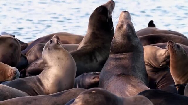 Group of california sea lions resting and basking in the sun on a wooden dock by the ocean