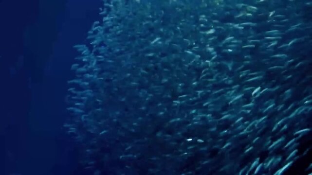 A massive school of fish and a california sea lions swimming together in the deep blue ocean, creating a dynamic and synchronized movement underwater