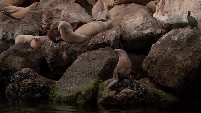 Group of sea lions and cormorants resting on large coastal rocks by the ocean