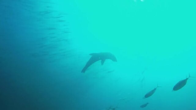 A sea lion swimming gracefully through the deep blue ocean water, surrounded by a school of fish in the background