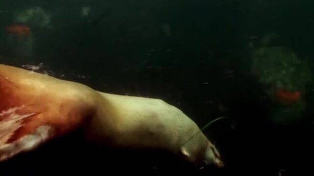Closeup of a sea lion swimming underwater, showing its sleek body and whiskers as it glides through the ocean depths