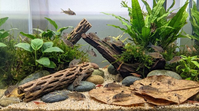 Cory catfish aquarium
