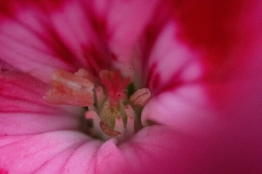 Deep pink petals frame soft, blurred center