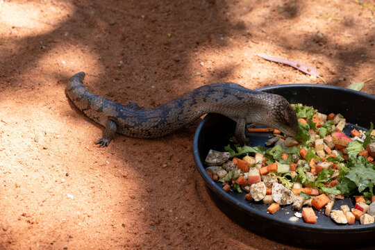 the blue tongue lizard is eating vegetables out of a food bowl