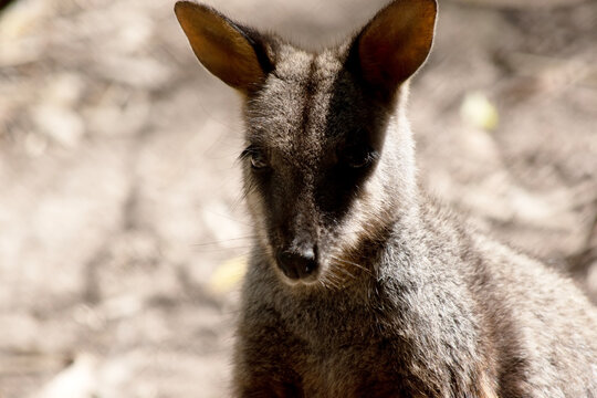 this is a close up of  a brush tailed rock-wallaby