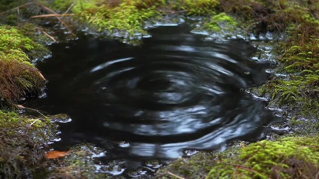 Dark water rippling in a peat bog