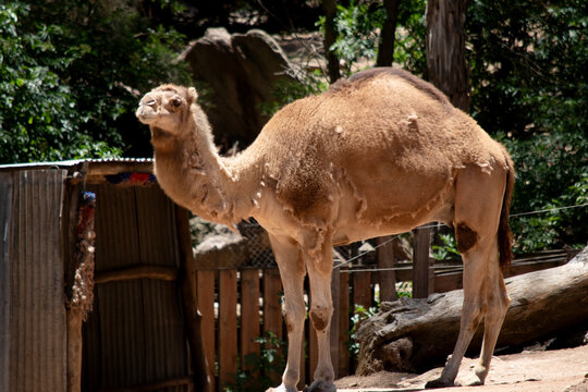 this is a side view of a camel
