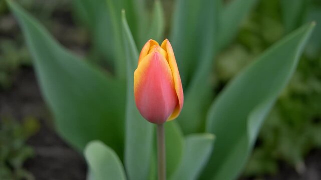 Tulip head nodding in a spring breeze