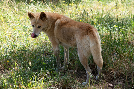 the dingo is licking its nose