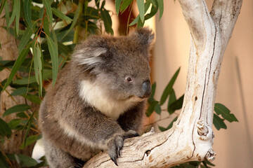 the koala is walking along a branch © susan flashman