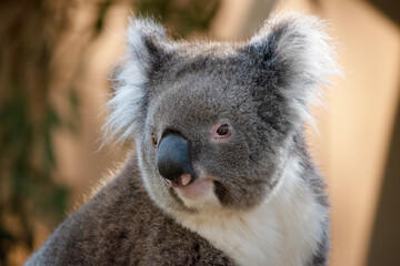 this is a close up of a koala © susan flashman