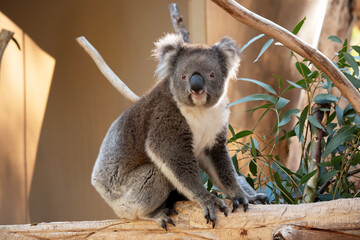this is a side view of a koala © susan flashman