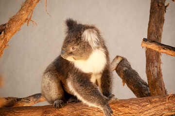 the koala is sitting on a branch © susan flashman