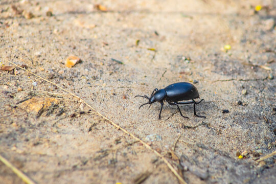 Black beetle , wooly darkling beetle or woolly ground beetle, pinacate in sierra de guadalupe state of mexico 