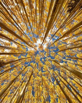 Looking straight up through golden autumn trees toward a bright blue sky, forming a radiant natural canopy and dynamic perspective perfect for fall season, forest, travel and environmental concepts.