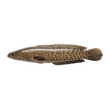 Raw freshwater fish displays unique brown striped pattern