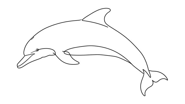 Dolphin swimming white background.