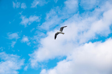 Obraz premium low-angle shot of a single seagull in mid-flight gliding across a bright blue sky filled with soft white clouds