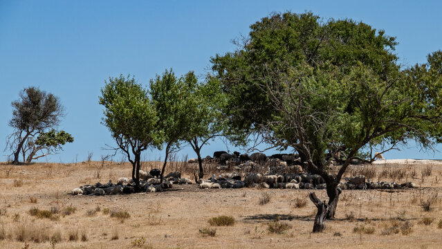 Sheep resting under the sun in Varzea de Pera