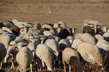 Fototapeta premium Sheep and goats grazing in sunny Portugal