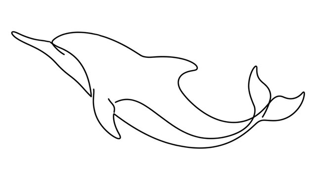 Dolphin swimming white background.