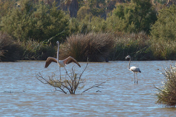 Flamingo Comum, Greater Flamingo  (Phonicopterus roseus) © Toyagrafia