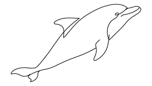 Dolphin swimming white background.