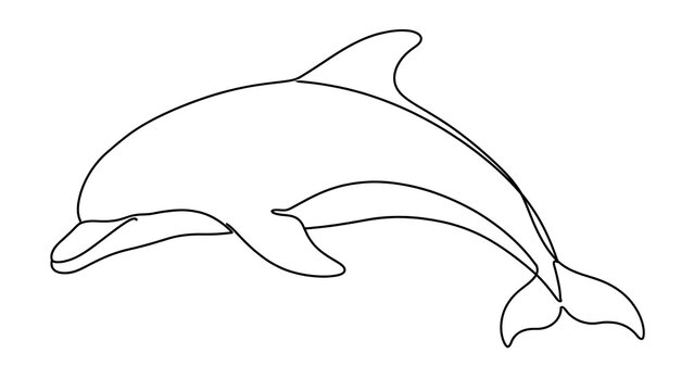 Dolphin swimming white background.
