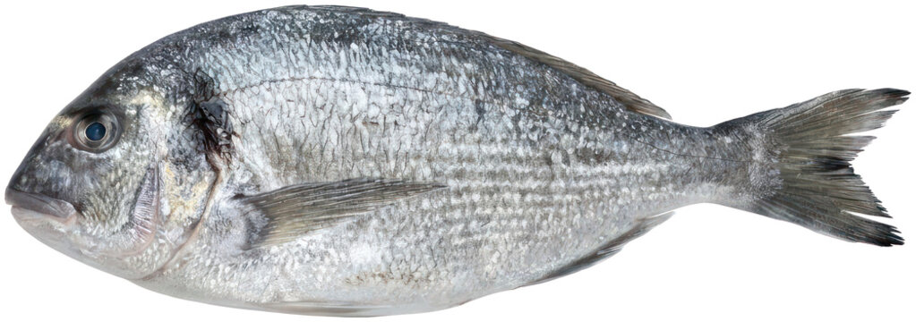 Fresh whole sea bream isolated on black background.