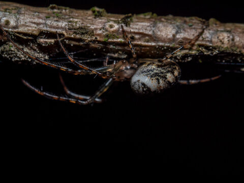 Tiny spider clings to rough bark