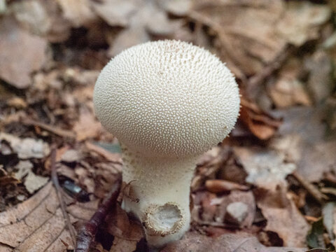 White, bumpy cap grows from leaf litter