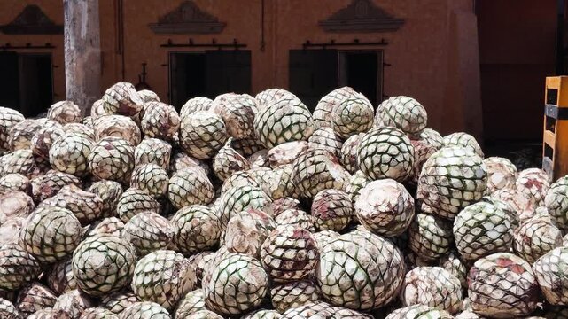 pi&ntilde;as de agave listas para ser cocidas en fabrica de tequila